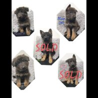 German Shepherd (Alsatian)