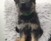 German Shepherd (Alsatian)