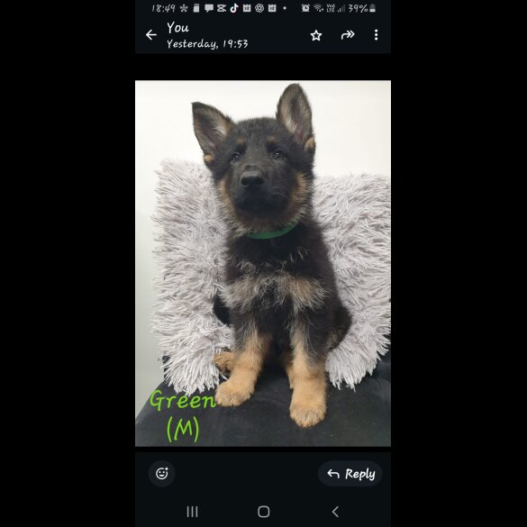 German Shepherd (Alsatian)