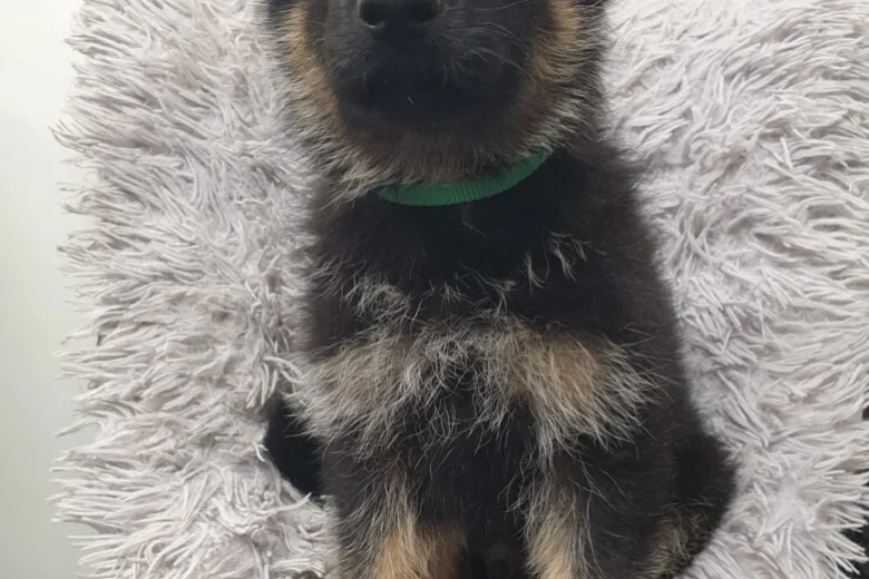 German Shepherd (Alsatian)