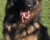 German Shepherd (Alsatian)