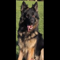 German Shepherd (Alsatian)