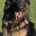 German Shepherd (Alsatian)
