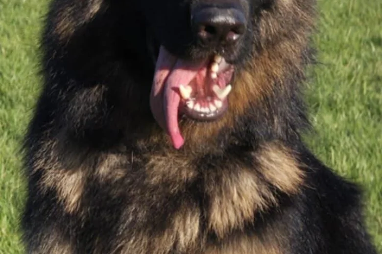 German Shepherd (Alsatian)