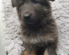 German Shepherd (Alsatian)