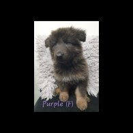 German Shepherd (Alsatian)