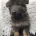 German Shepherd (Alsatian)