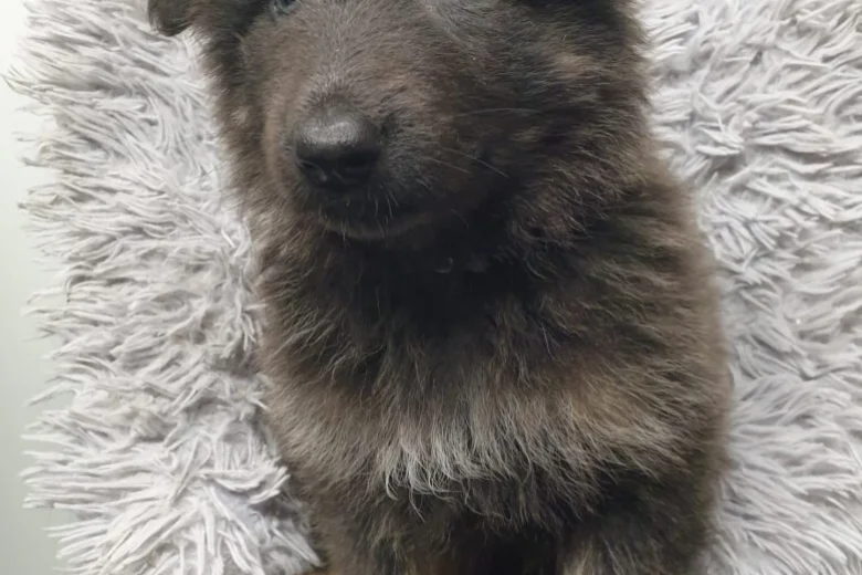 German Shepherd (Alsatian)