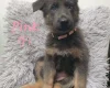 German Shepherd (Alsatian)