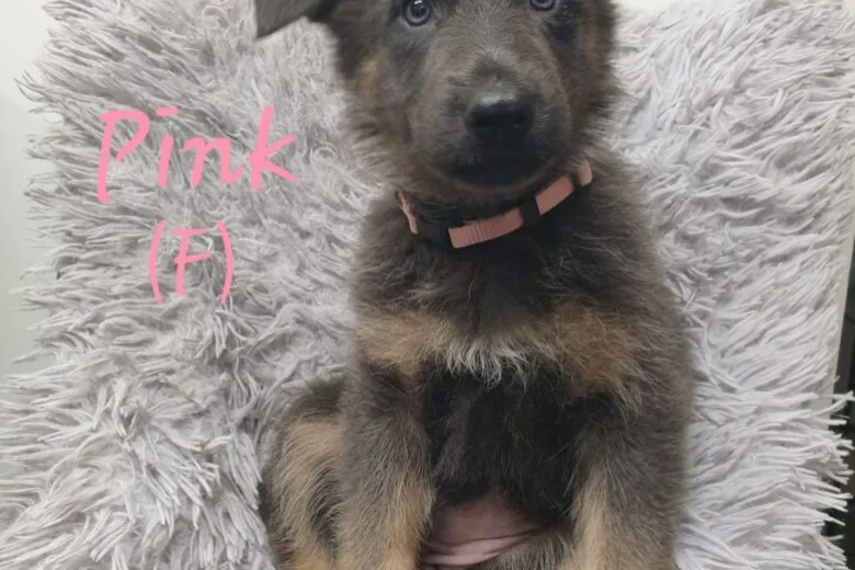 German Shepherd (Alsatian)