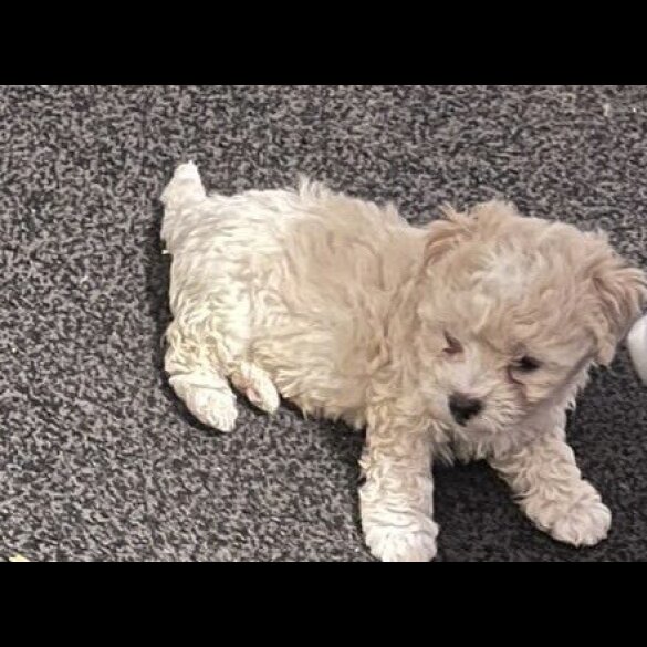 Maltipoo