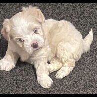 Maltipoo
