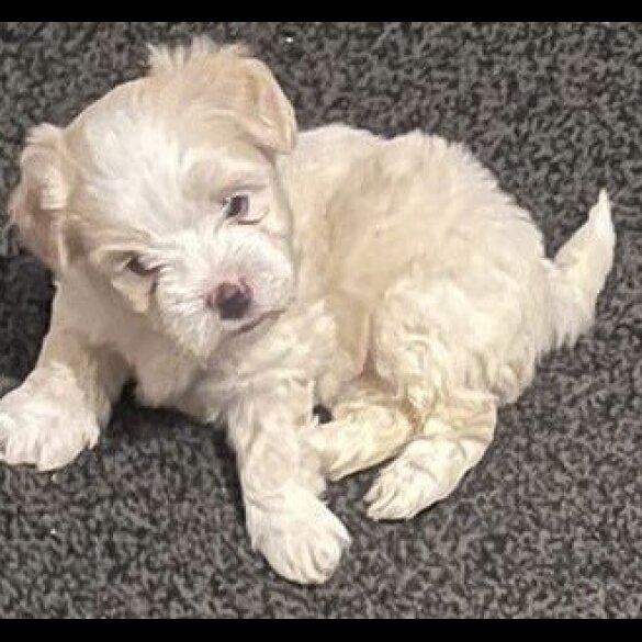 Maltipoo