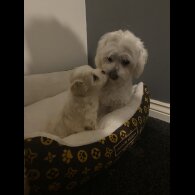 Maltipoo