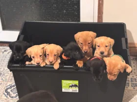 Labrador Retriever