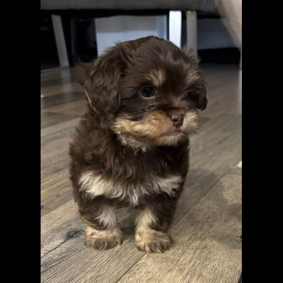 Shih Tzu