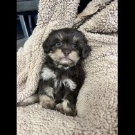 Shih Tzu