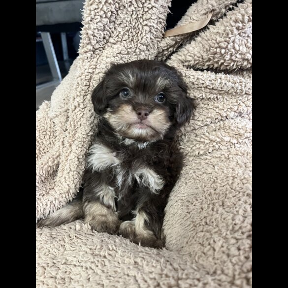 Shih Tzu