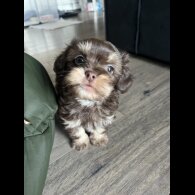Shih Tzu