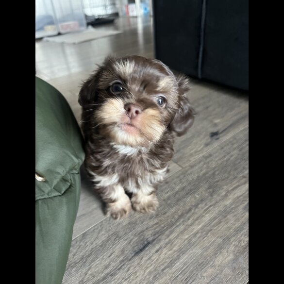 Shih Tzu