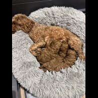 Cockapoo