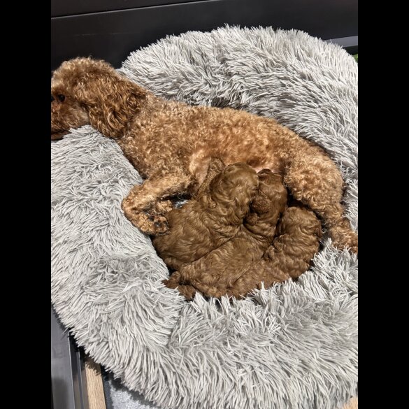 Cockapoo