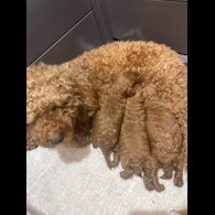 Cockapoo