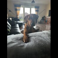 Rhodesian Ridgeback