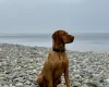Hungarian Vizsla