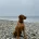 Hungarian Vizsla