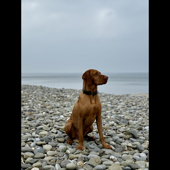Hungarian Vizsla