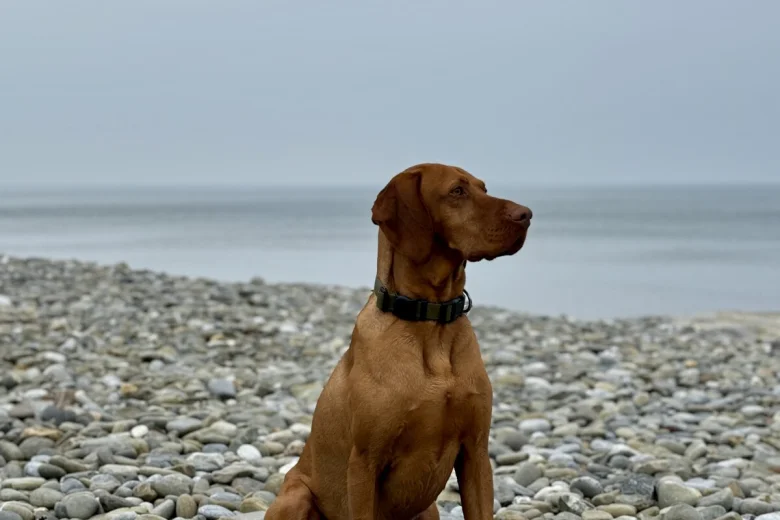 Hungarian Vizsla