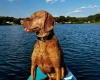 Hungarian Vizsla