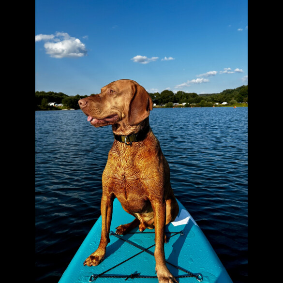 Hungarian Vizsla