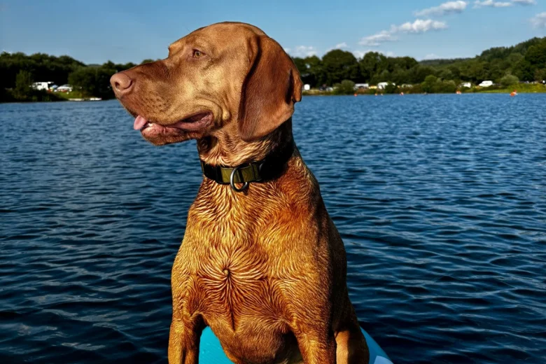 Hungarian Vizsla