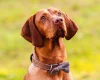 Hungarian Vizsla