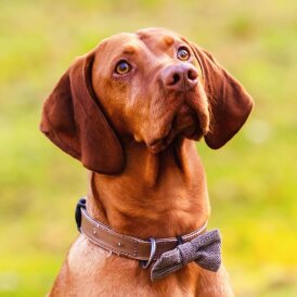 Hungarian Vizsla
