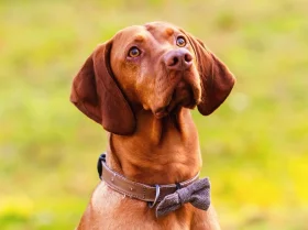 Hungarian Vizsla
