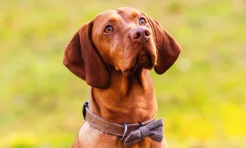 Hungarian Vizsla