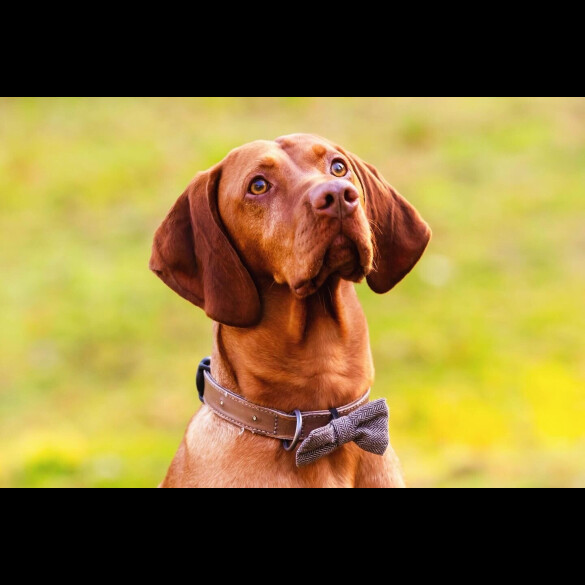 Hungarian Vizsla