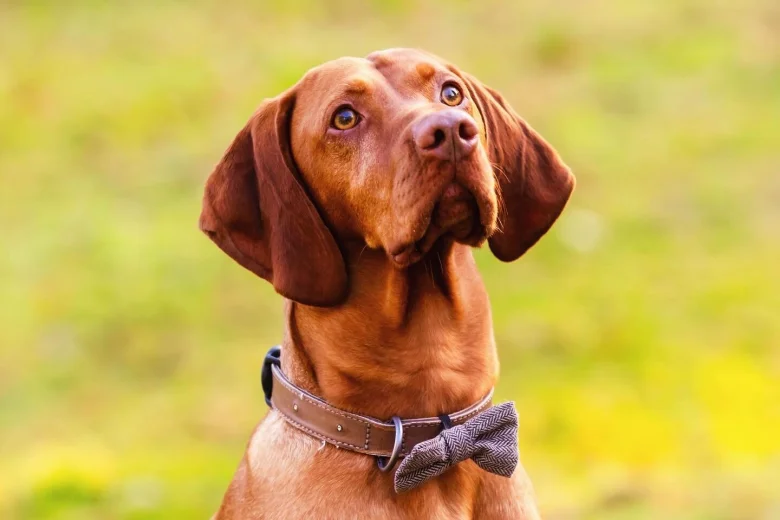 Hungarian Vizsla
