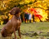 Hungarian Vizsla