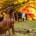 Hungarian Vizsla