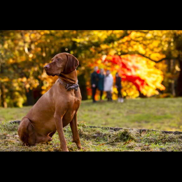 Hungarian Vizsla