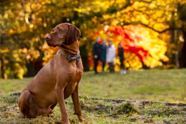 Hungarian Vizsla