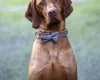 Hungarian Vizsla