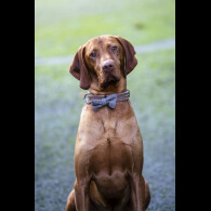 Hungarian Vizsla