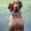 Hungarian Vizsla
