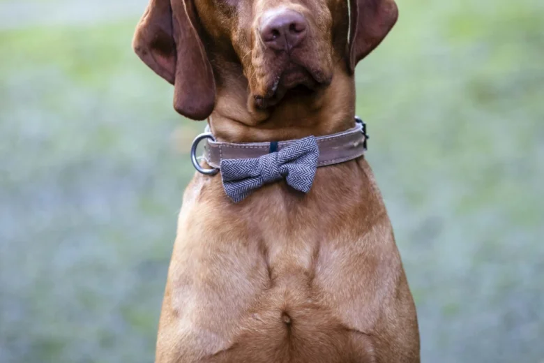 Hungarian Vizsla
