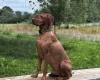 Hungarian Vizsla